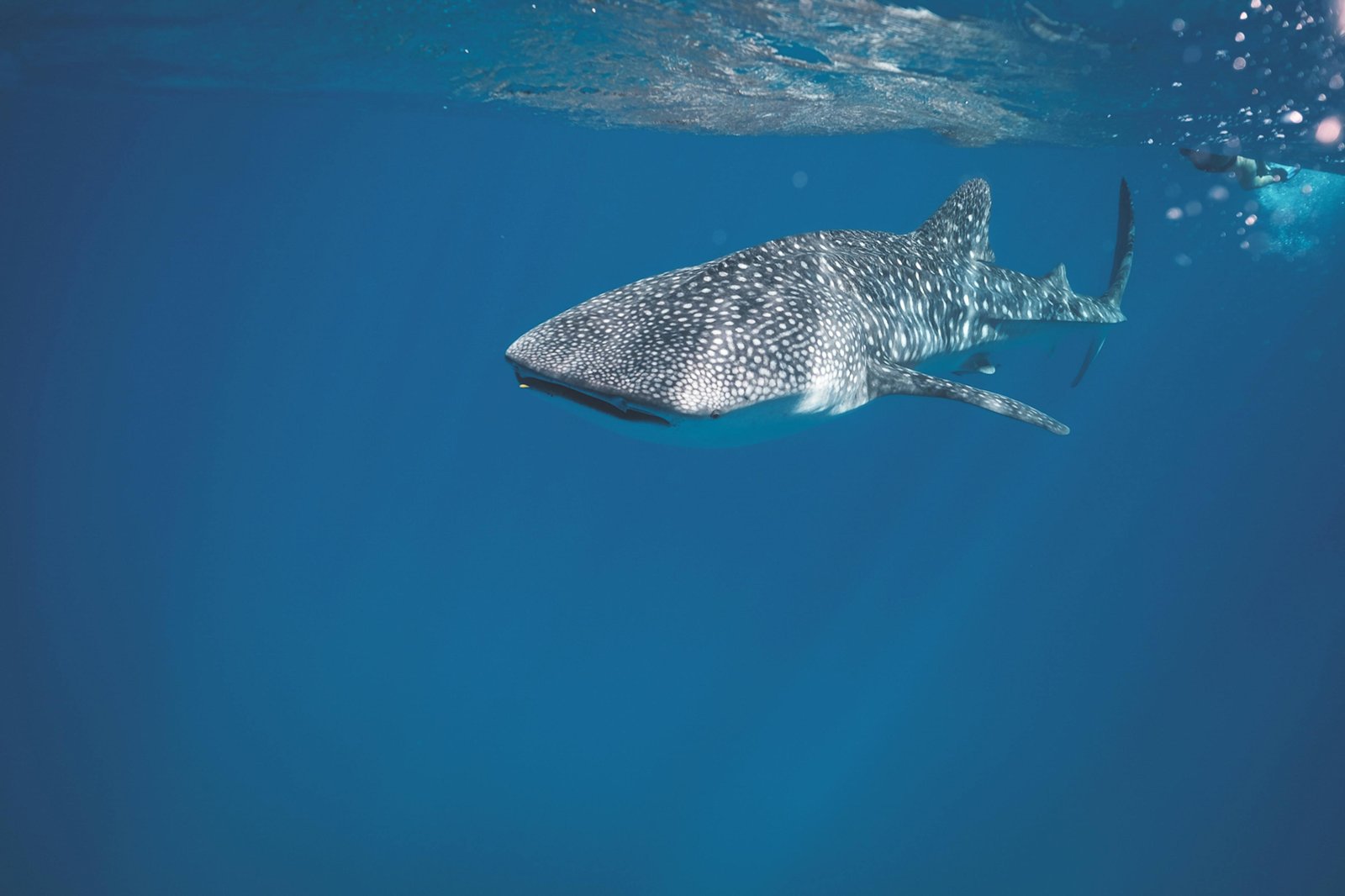 Whale sharks